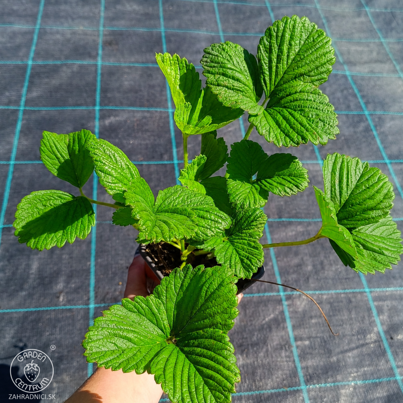Obrázok Jahoda ananásová - Pineberry (Fragaria × ananassa) ´SNOW WHITE´ - P9